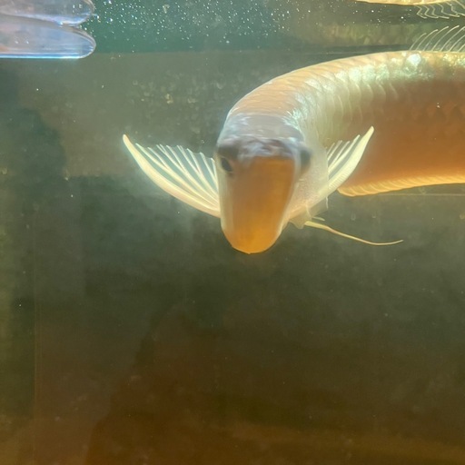60CM水槽　シルバーアロワナ40〜50cm フルセット
