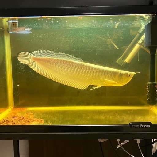 60CM水槽 シルバーアロワナ40〜50cm フルセット