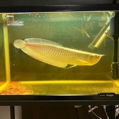 60CM水槽　シルバーアロワナ40〜50cm フルセットの画像