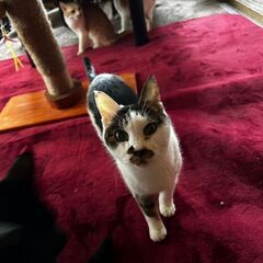 猫カフェ閉店で緊急里親募集！！猫たちの行先がありません②