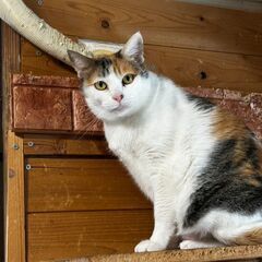 猫カフェ閉店で緊急里親募集！！猫たちの行先がありません③