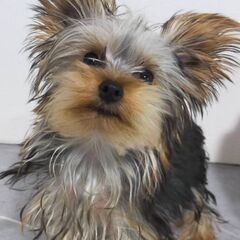 ヨーキ男の子