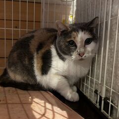 里親さん決まりました。ありがとうございます。猫カフェ閉店で緊急里親募集！！猫たちの行先がありません⑩ - 鹿児島市