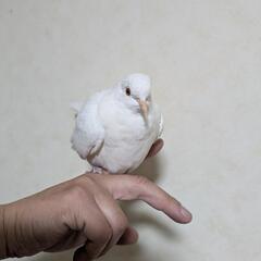 真っ白のハト − 鹿児島県