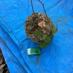 1-1 小型スズメバチの蜂の巣
