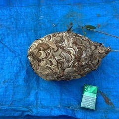 1-1 小型スズメバチの蜂の巣の画像