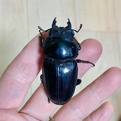 能勢SRオオクワガタ♀【58.3mm】