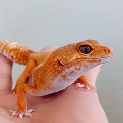 ヒョウモントカゲモドキ、セール開催！
