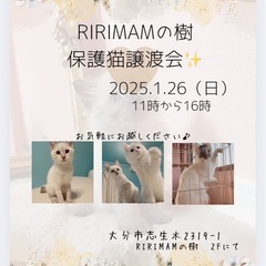 🌸🌺猫さんの譲渡会🌺🌸