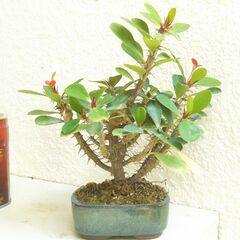 ミニ盆栽ハナキリン