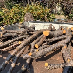 桜の木　伐採枝　無料　　　の画像