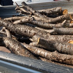 桜の木　伐採枝　無料　　　の画像