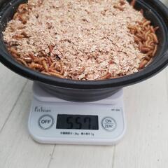 ミルワーム 1,000ｇ<オンライン決済専用>