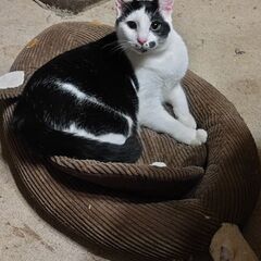 🐱去勢手術済み🐱生後8ヶ月の白黒の男の子