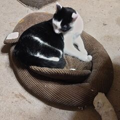 🐱去勢手術済み🐱生後8ヶ月の白黒の男の子 - 横浜市