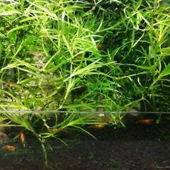 今月末まで掲載　条件付無料!!☆オレンジチェリーシュリンプ（色味...