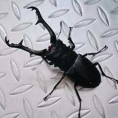 ギラファノコギリクワガタ♂単100㍉