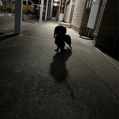 カニヘンダックスフンド - 犬