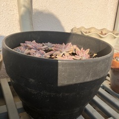 多肉植物の画像