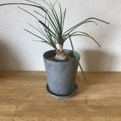 観葉植物　トックリラン　アートストーン鉢　インテリア