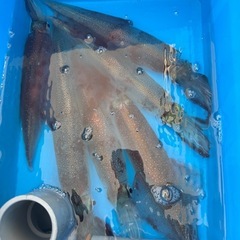 ヤリイカ釣り募集🎣