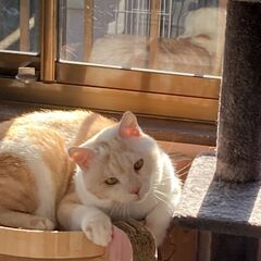 おっとり癒し系男子♡サイモンくん - 里親募集