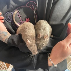 デグー