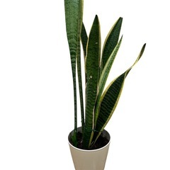 観葉植物　サンセベリア