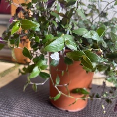 観葉植物 ブライダルベール【吊鉢付き】の画像