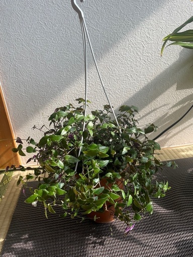 観葉植物 ブライダルベール【吊鉢付き】