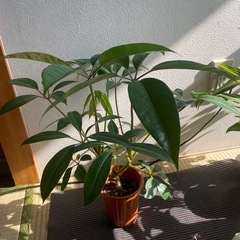 観葉植物ツピタンサス(ツピダンサス)鉢付き新芽続々展開中の画像