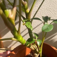 観葉植物ツピタンサス(ツピダンサス)鉢付き新芽続々展開中の画像