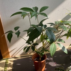 観葉植物ツピタンサス(ツピダンサス)鉢付き新芽続々展開中の画像