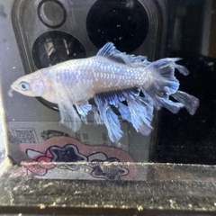 スペードめだかの画像