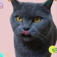 里親様決定 ｱﾘｶﾞﾄｳｺﾞｻﾞｲﾏｼﾀ!!💖美猫💖ブリティッシュショートヘア🐈‍⬛おはぎちゃん🐈‍⬛3歳😍 - 名古屋市