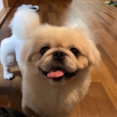 ペキニーズ オス