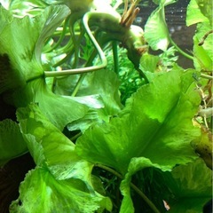 2株限定 水草 コウホネ