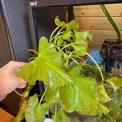 2株限定 水草 コウホネの画像