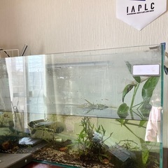 【本日18時まで！あげます】水槽一式　郵送不可