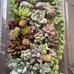 多肉植物カット詰め合わせ　寄せ植えにの画像