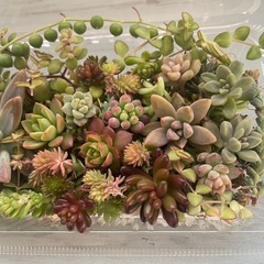 多肉植物カット詰め合わせ　寄せ植えにの画像