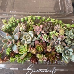 多肉植物カット詰め合わせ　寄せ植えにの画像