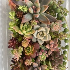 多肉植物カット詰め合わせ　寄せ植えにの画像