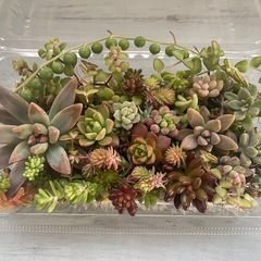 多肉植物カット詰め合わせ　寄せ植えにの画像