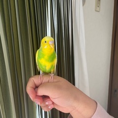 セキセイインコ(オス)