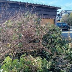 薪や木々の画像