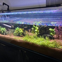 熱帯魚