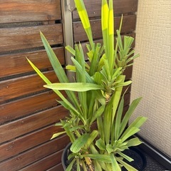 観葉植物ユッカ　植替え剪定