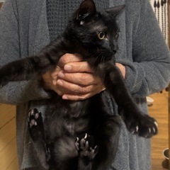 子猫⭐︎里親さん募集