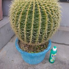 観葉植物　 玉サボテン　幅４０　奥行４０　高さ５１（ｃｍ／植木鉢...